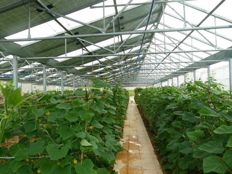 光伏農(nóng)業(yè)大棚前景怎么樣，怎樣有效利用光伏農(nóng)業(yè)大棚